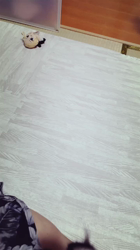 白井宏哉ブリーダーからお迎えしたチワワ(ロング)：レオくん