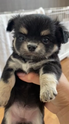 白井宏哉ブリーダーからお迎えしたチワワ(ロング)：レオくん