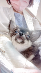 濱口美穂ブリーダーからお迎えしたチワワ(ロング)：めいちゃん