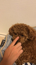 乾広子ブリーダーからお迎えしたトイプードル：ロアくん