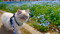 木津秀美ブリーダーからお迎えしたサイベリアン：おもちくん