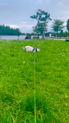 木津秀美ブリーダーからお迎えしたサイベリアン：おもちくん