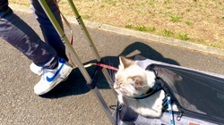 木津秀美ブリーダーからお迎えしたサイベリアン：おもちくん