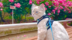 木津秀美ブリーダーからお迎えしたサイベリアン：おもちくん