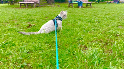 木津秀美ブリーダーからお迎えしたサイベリアン：おもちくん