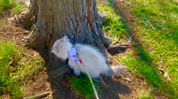 木津秀美ブリーダーからお迎えしたサイベリアン：おもちくん