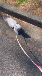 木津秀美ブリーダーからお迎えしたサイベリアン：おもちくん