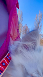 木津秀美ブリーダーからお迎えしたサイベリアン：おもちくん