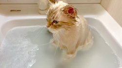 木津秀美ブリーダーからお迎えしたサイベリアン：おもちくん