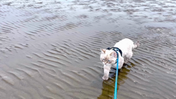 木津秀美ブリーダーからお迎えしたサイベリアン：おもちくん