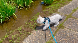 木津秀美ブリーダーからお迎えしたサイベリアン：おもちくん