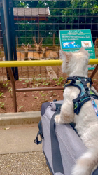 木津秀美ブリーダーからお迎えしたサイベリアン：おもちくん