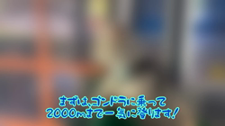 木津秀美ブリーダーからお迎えしたサイベリアン：おもちくん