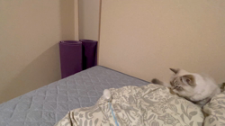 木津秀美ブリーダーからお迎えしたサイベリアン：おもちくん