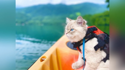 木津秀美ブリーダーからお迎えしたサイベリアン：おもちくん