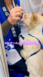 木津秀美ブリーダーからお迎えしたサイベリアン：おもちくん