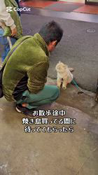 木津秀美ブリーダーからお迎えしたサイベリアン：おもちくん