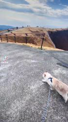 木津秀美ブリーダーからお迎えしたサイベリアン：おもちくん