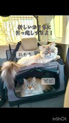 木津秀美ブリーダーからお迎えしたサイベリアン：おもちくん