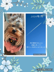 坂巻由香利ブリーダーからお迎えしたヨークシャーテリア：いちかちゃん