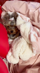 坂巻由香利ブリーダーからお迎えしたヨークシャーテリア：いちかちゃん