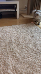 松井やすのブリーダーからお迎えしたミヌエット：玲雄（Leo）ちゃん