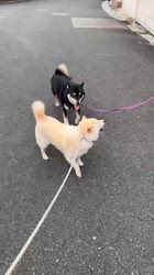 小山敏恵ブリーダーからお迎えした柴犬：マナちゃん