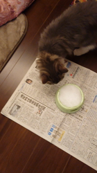 中谷伊都子ブリーダーからお迎えしたノルウェージャンフォレストキャット：テンくん