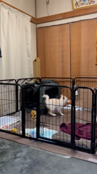 高橋悠理亜ブリーダーからお迎えした柴犬：ジュンちゃん