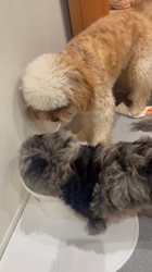 山下めぐみブリーダーからお迎えしたMIX（チワプー）：きうちゃん