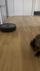 山下めぐみブリーダーからお迎えしたMIX（チワプー）：きうちゃん