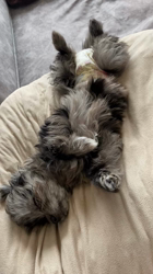 山下めぐみブリーダーからお迎えしたMIX（チワプー）：きうちゃん