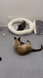 山下めぐみブリーダーからお迎えしたMIX（チワプー）：きうちゃん