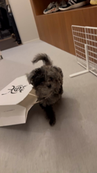 山下めぐみブリーダーからお迎えしたMIX（チワプー）：きうちゃん