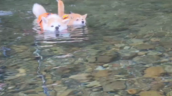 荒井英治ブリーダーからお迎えした秋田犬：サンちゃん