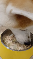 荒井英治ブリーダーからお迎えした秋田犬：サンちゃん