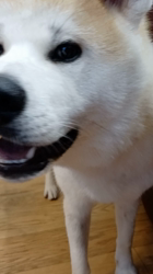 荒井英治ブリーダーからお迎えした秋田犬：サンちゃん