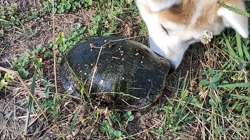 荒井英治ブリーダーからお迎えした秋田犬：サンちゃん