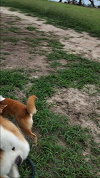 荒井英治ブリーダーからお迎えした秋田犬：サンちゃん