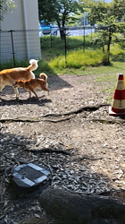 荒井英治ブリーダーからお迎えした秋田犬：サンちゃん
