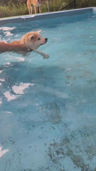 荒井英治ブリーダーからお迎えした秋田犬：サンちゃん