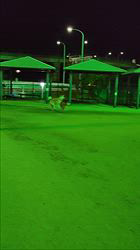 荒井英治ブリーダーからお迎えした秋田犬：サンちゃん