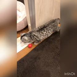 宮崎直美ブリーダーからお迎えしたマンチカン：ぷっちょちゃん