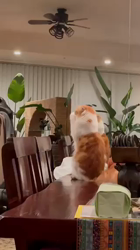 宮崎直美ブリーダーからお迎えしたマンチカン：ぷっちょちゃん