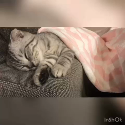 宮崎直美ブリーダーからお迎えしたマンチカン：ぷっちょちゃん