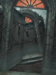 宮崎直美ブリーダーからお迎えしたマンチカン：ぷっちょちゃん