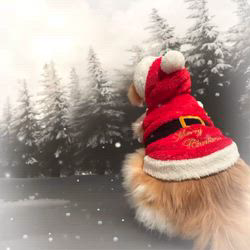 宮崎直美ブリーダーからお迎えしたマンチカン：ぷっちょちゃん