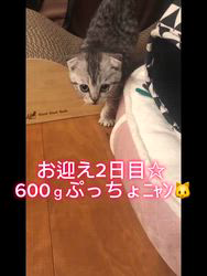 宮崎直美ブリーダーからお迎えしたマンチカン：ぷっちょちゃん