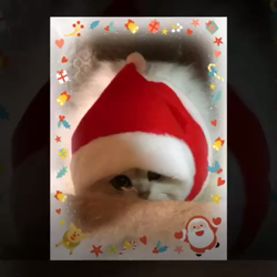 高木睦枝ブリーダーからお迎えしたペルシャ(チンチラ)：るなちゃん