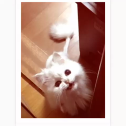 高木睦枝ブリーダーからお迎えしたペルシャ(チンチラ)：るなちゃん